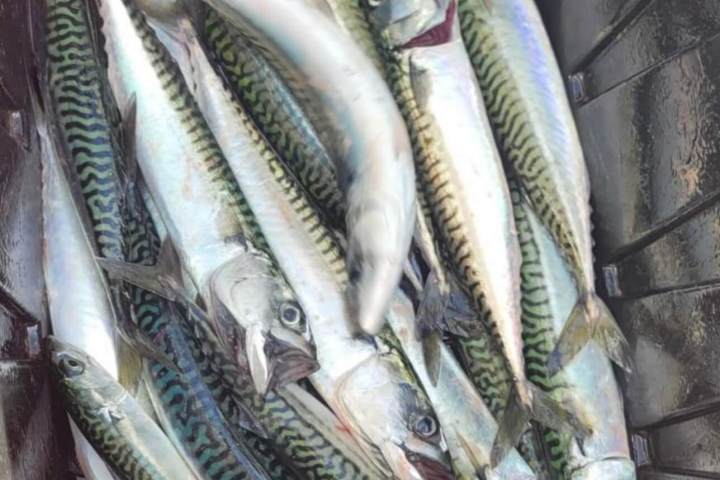 Pile of fresh mackerel fish in a container.