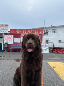 a large brown dog sitting in the middle of the street