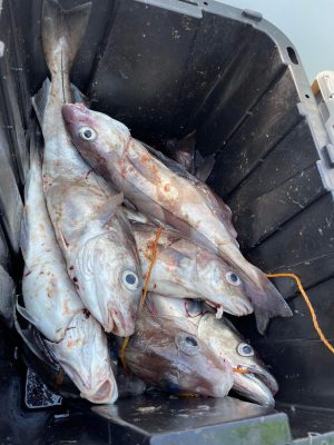 a group of fish in the water