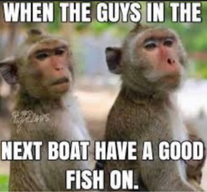 a monkey looking at the camera