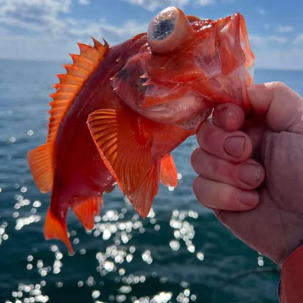 a hand holding a fish in the water