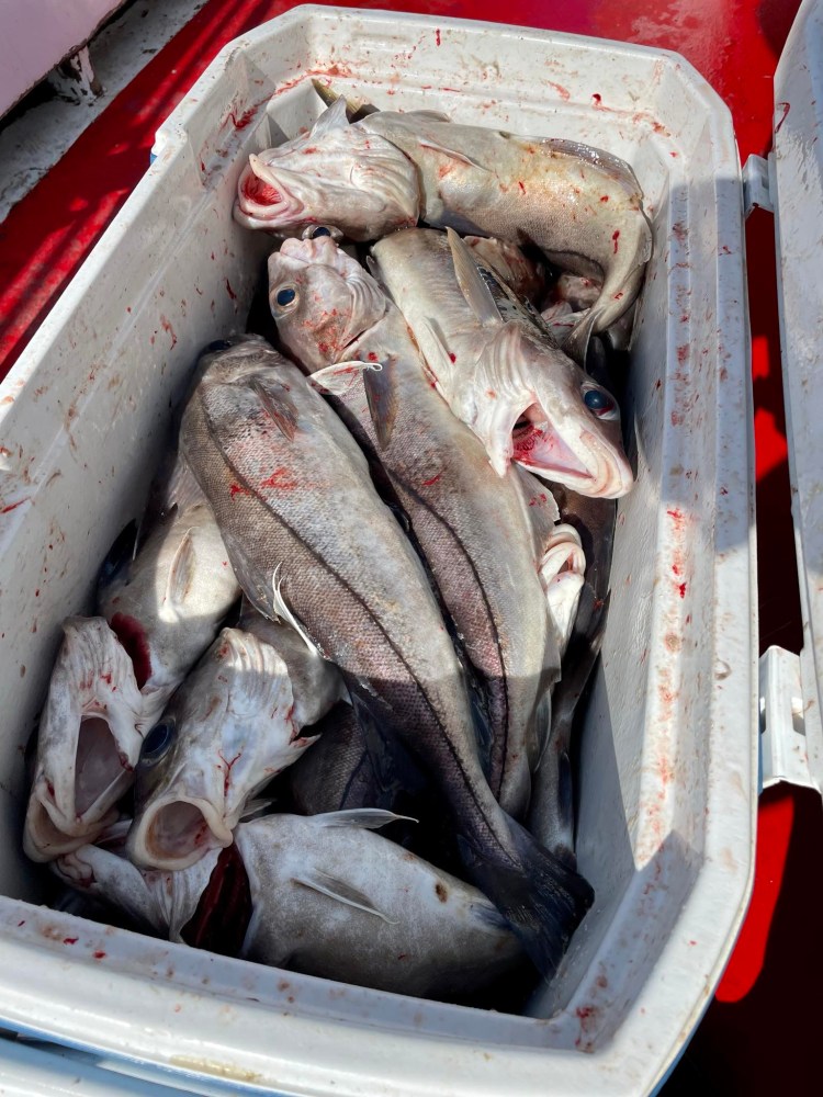 a group of fish in a box