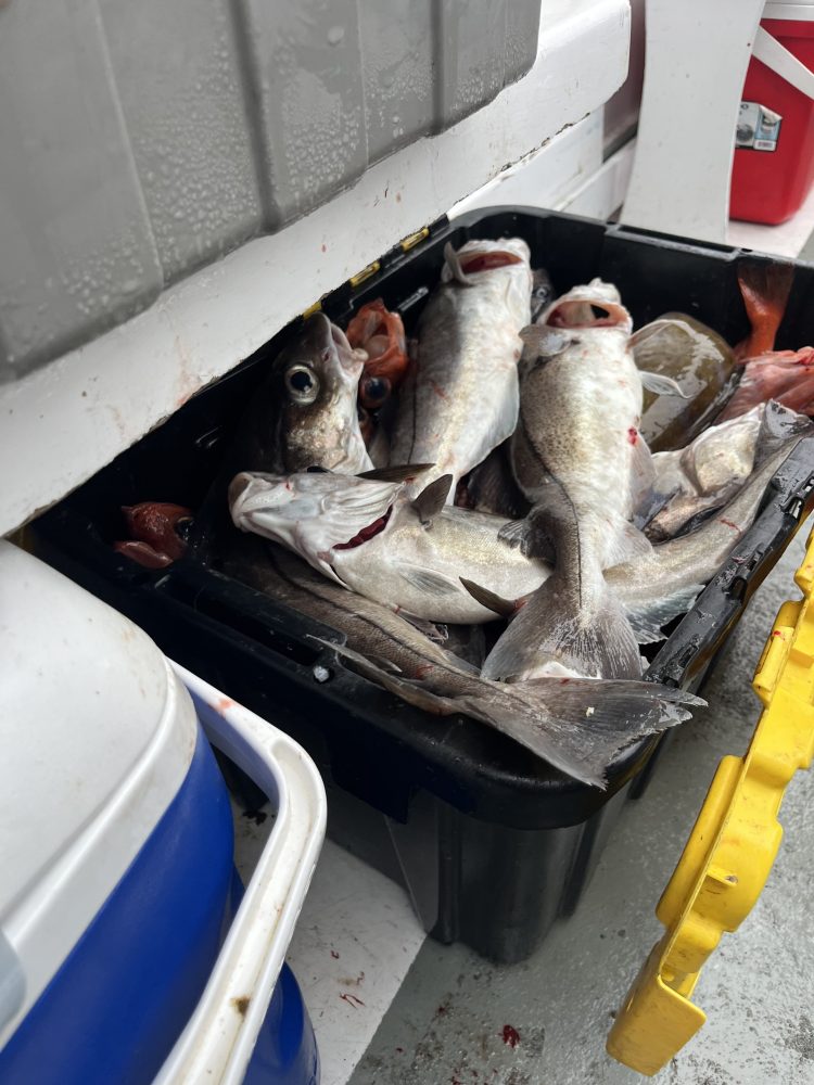a group of fish