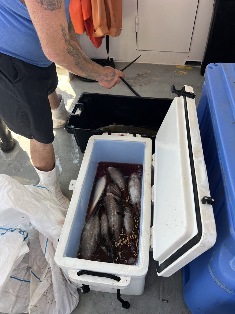 Person holding knife over open cooler with fish inside on a boat deck.