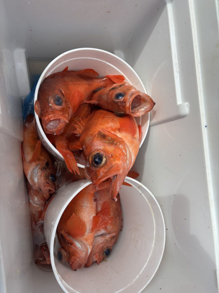 Red fish stacked in a white cooler and buckets.