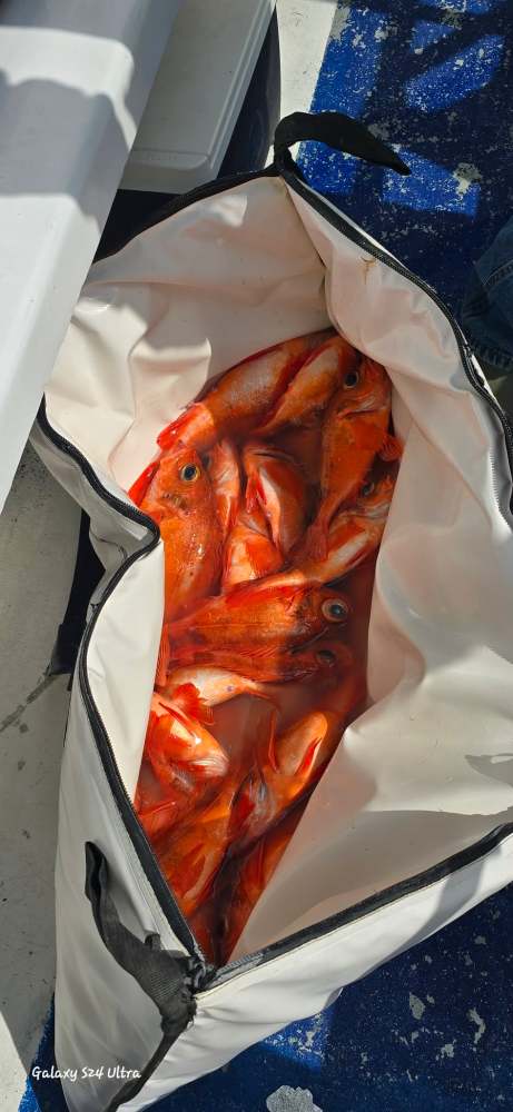 Bag filled with orange fish on a boat floor.