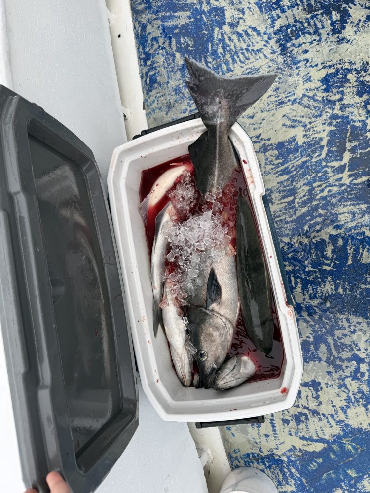 Large fish on ice in an open cooler on a boat deck.