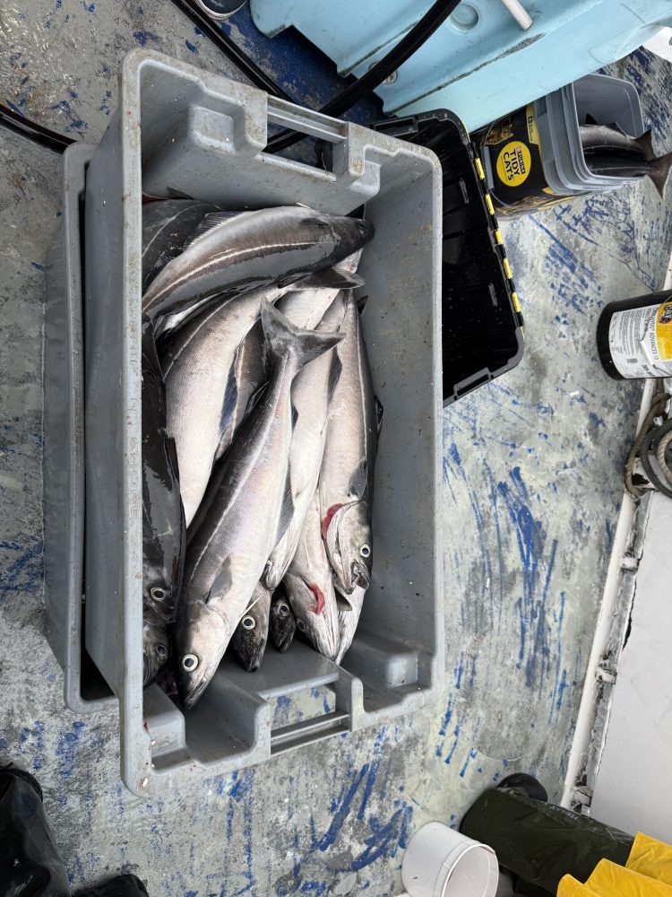 A gray bin filled with freshly caught fish on a boat deck.