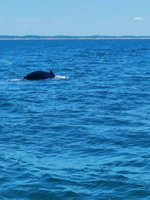 a large body of water