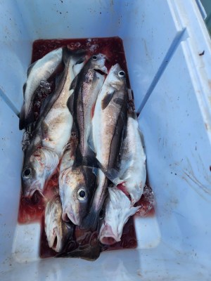 a group of fish in the water