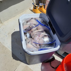 a plastic container filled with luggage